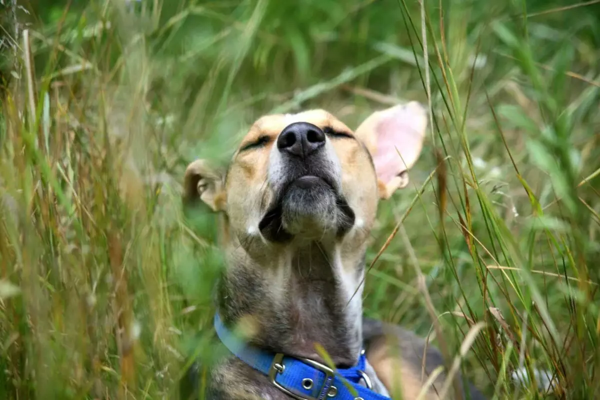 The Intriguing Connection Between Dogs and Grass: Understanding Their Behavior