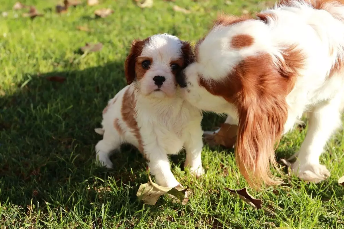 The Cavalier King Charles Spaniel: A Blend of Royalty and Affection