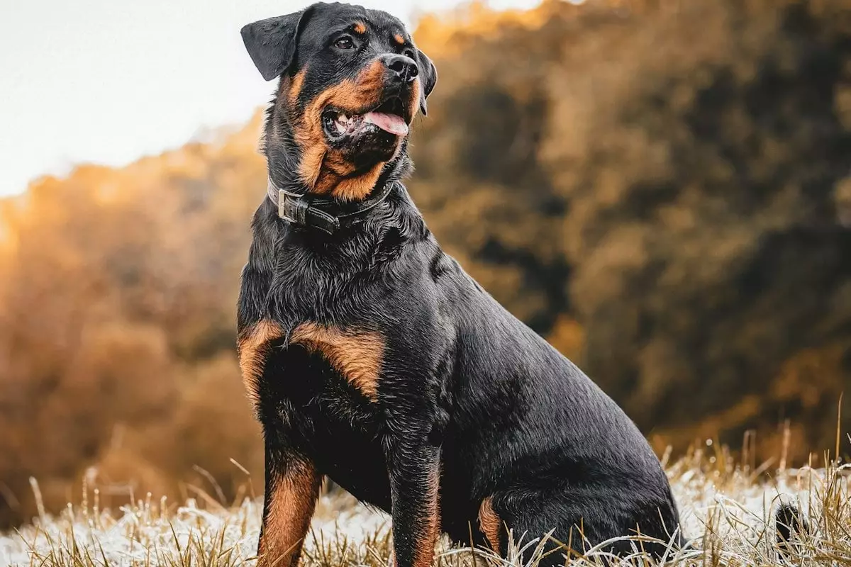 The Guardian Canines: A Look at the Top 16 Vigilant Dog Breeds