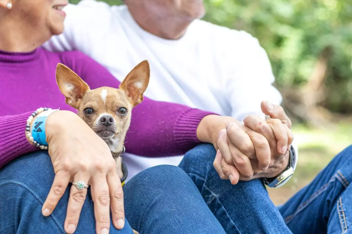 Perfect Lap Dog Companions for Seniors