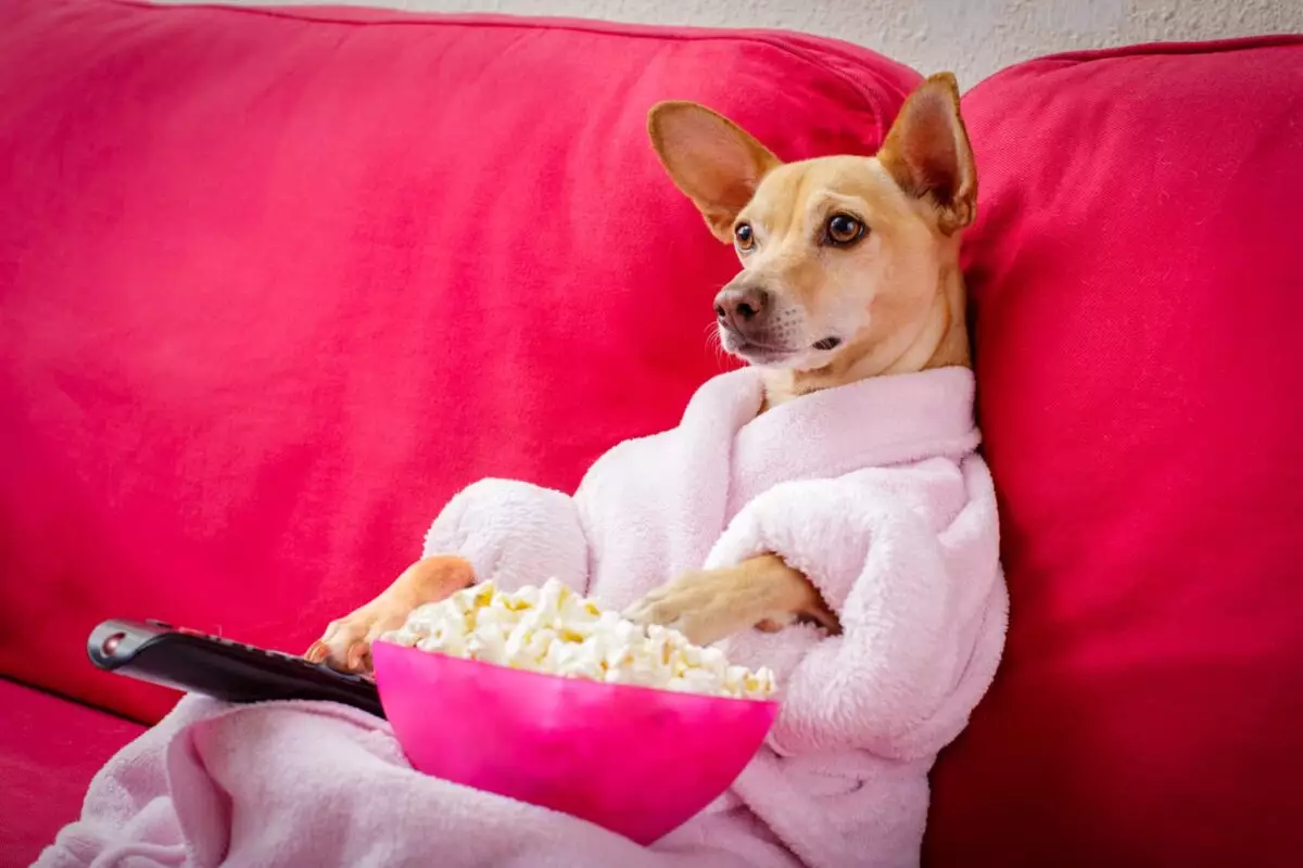 The Perfect Movie Companion: Why Dogs Make Every Movie Night Special