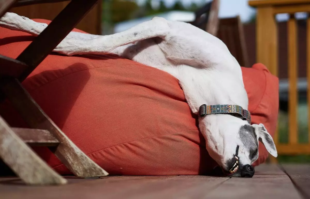 Low-Energy Canine Companions: Perfect Breeds for a Laid-Back Lifestyle