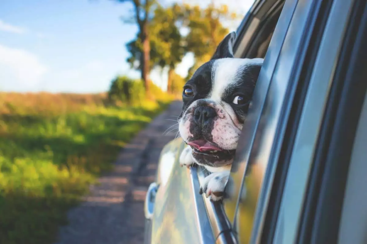 The Road Less Traveled: Understanding How Different Dog Breeds React to Car Rides