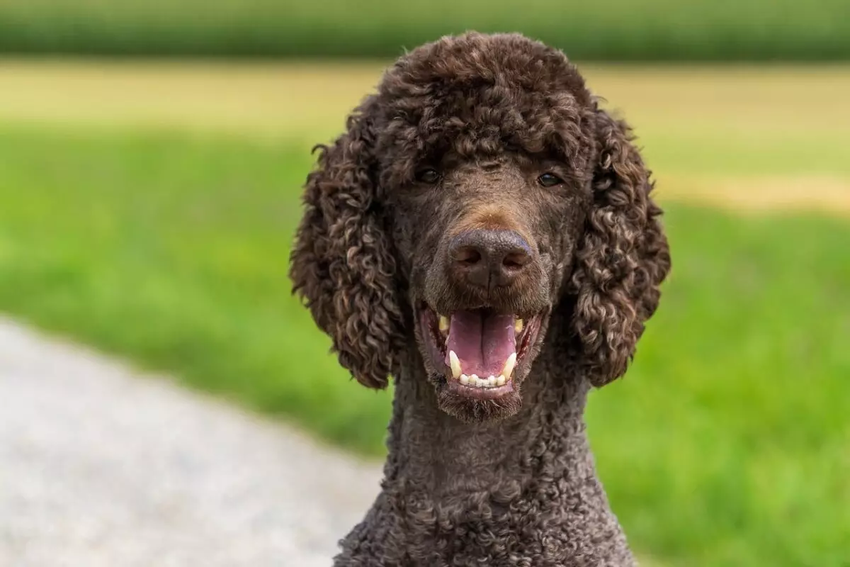 Unveiling the Fascinating World of Poodles: More Than Just a Pretty Face