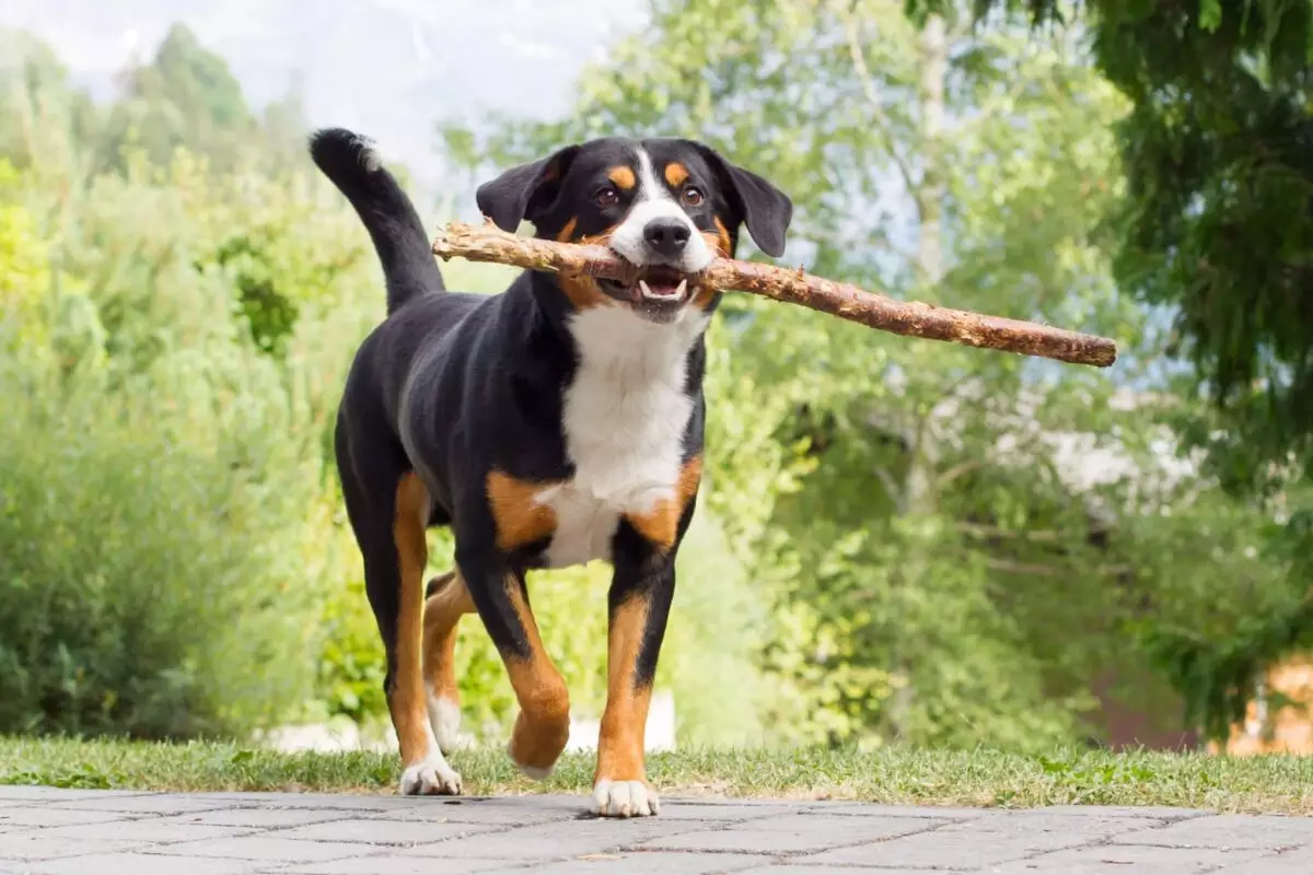 The Remarkable Adaptability of Mountain Dogs: A Closer Look at Their Strengths and Traits