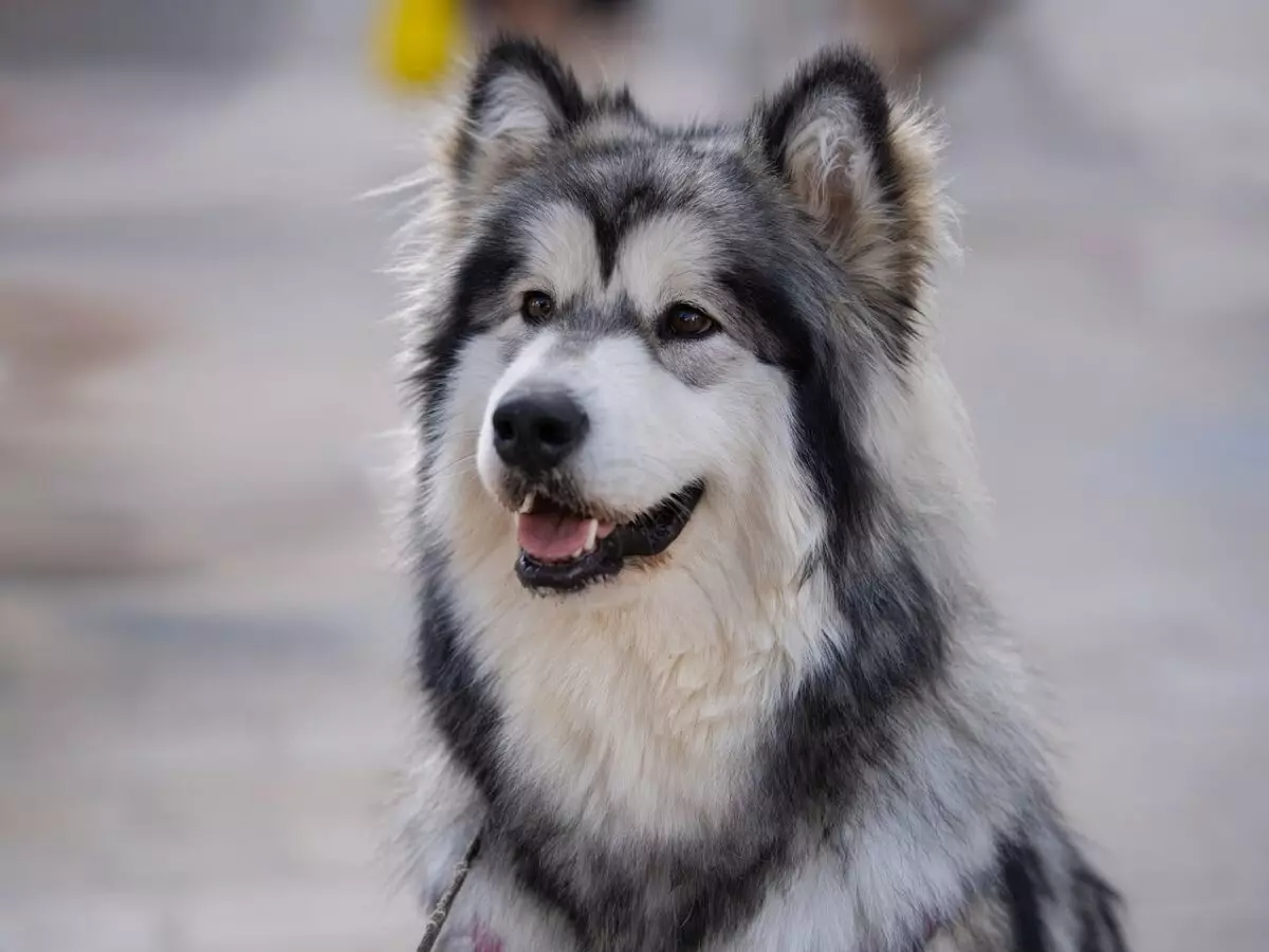 The Allure of Alaskan Malamutes: Unveiling Eight Intriguing Insights