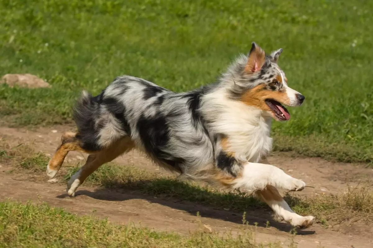 The Great Escape: Understanding Canine Adventurers and Their Need for Security