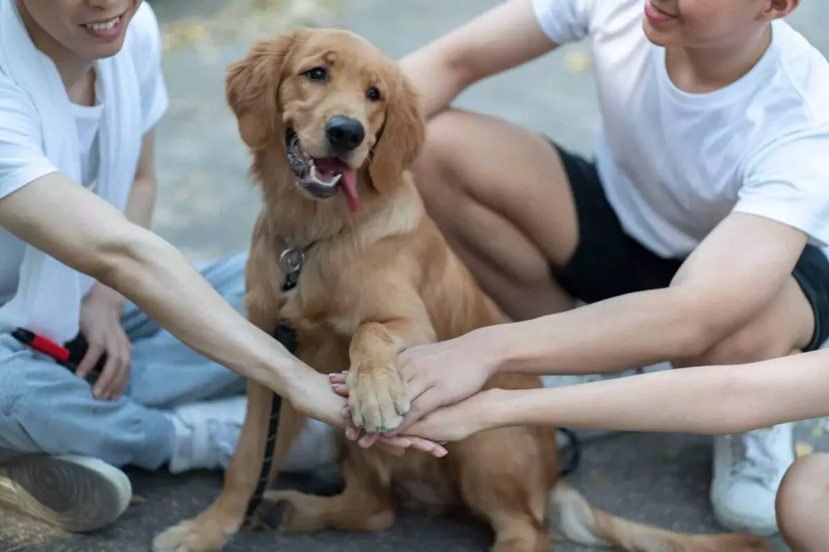 The Human Connection: Understanding Canine Companionship