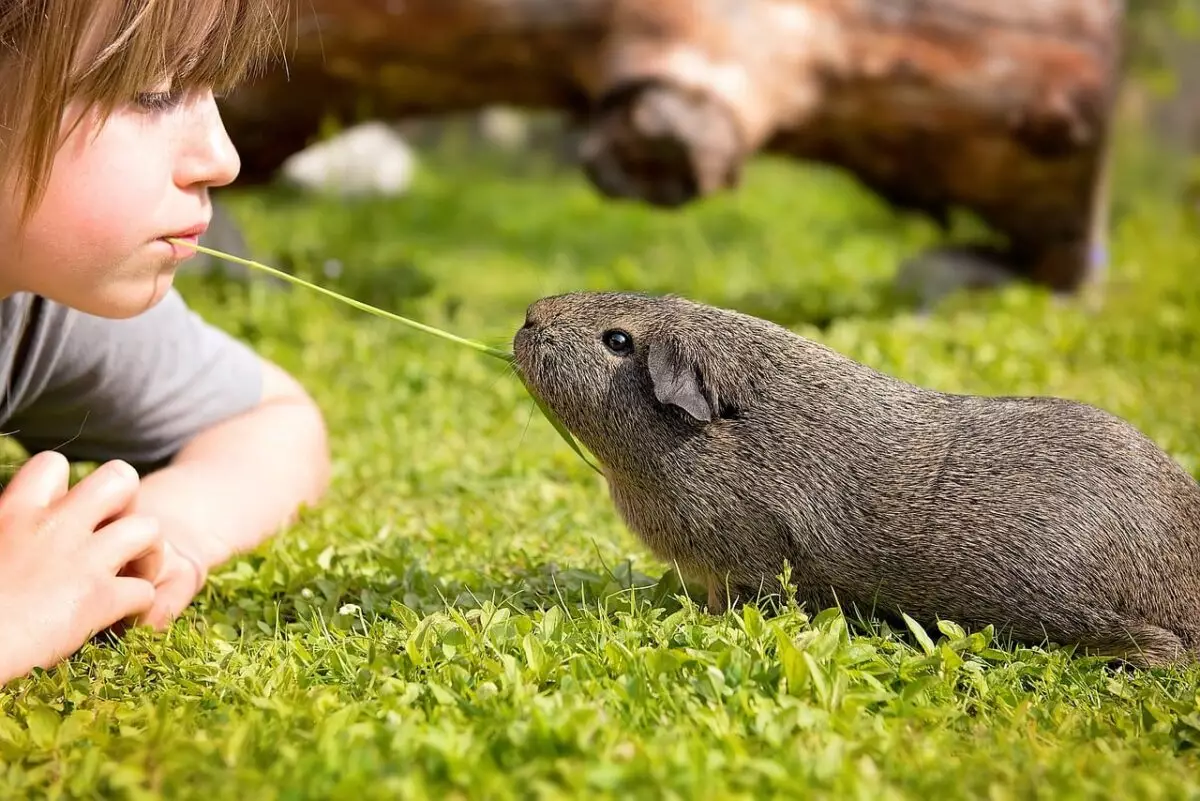 The Therapeutic Benefits of Pets for Anxious Children