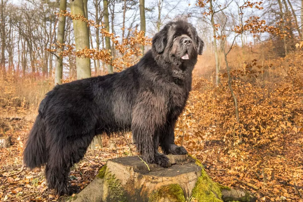 Bear-Like Dogs: The Fluffy Companions That Resemble Bears