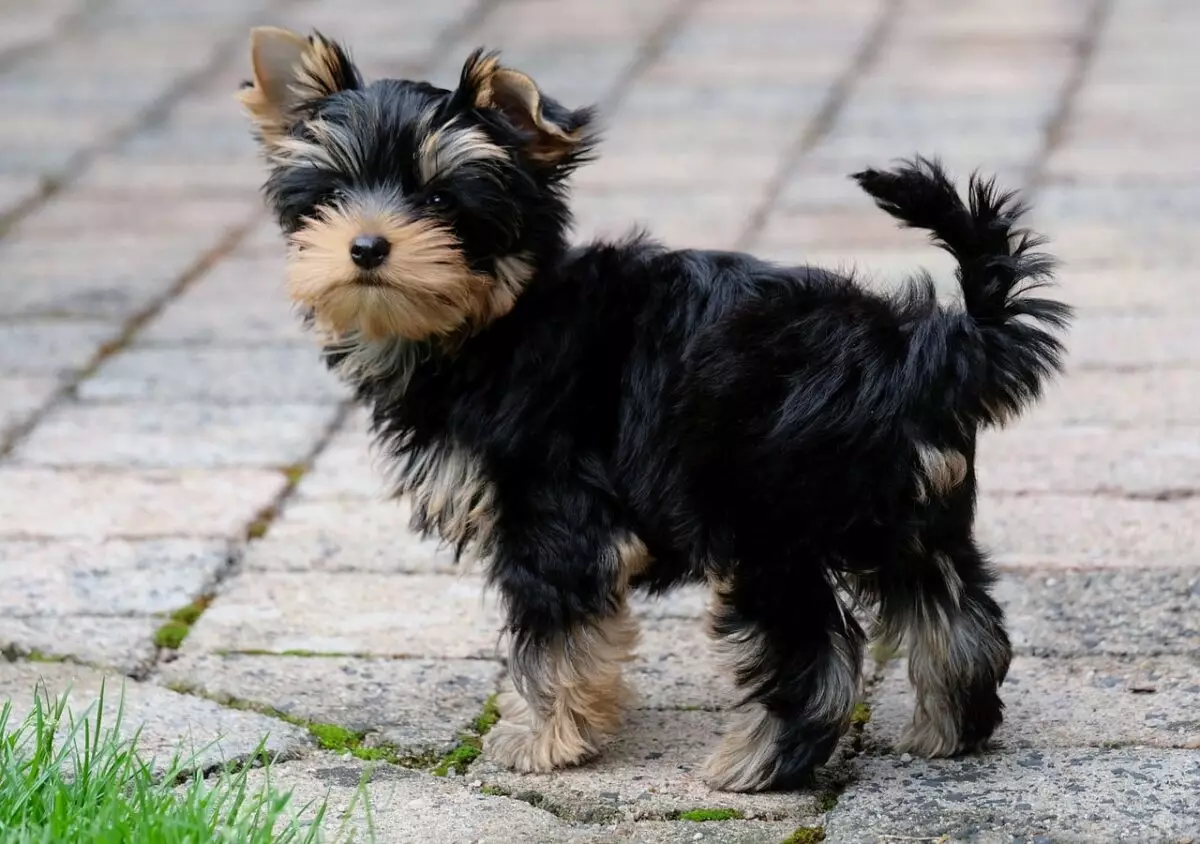 The Remarkable World of Yorkshire Terriers: More Than Just Adorable Companions