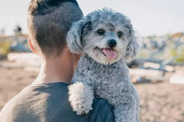 The Ultimate Companions: A Look at Our Most Affectionate Dog Breeds