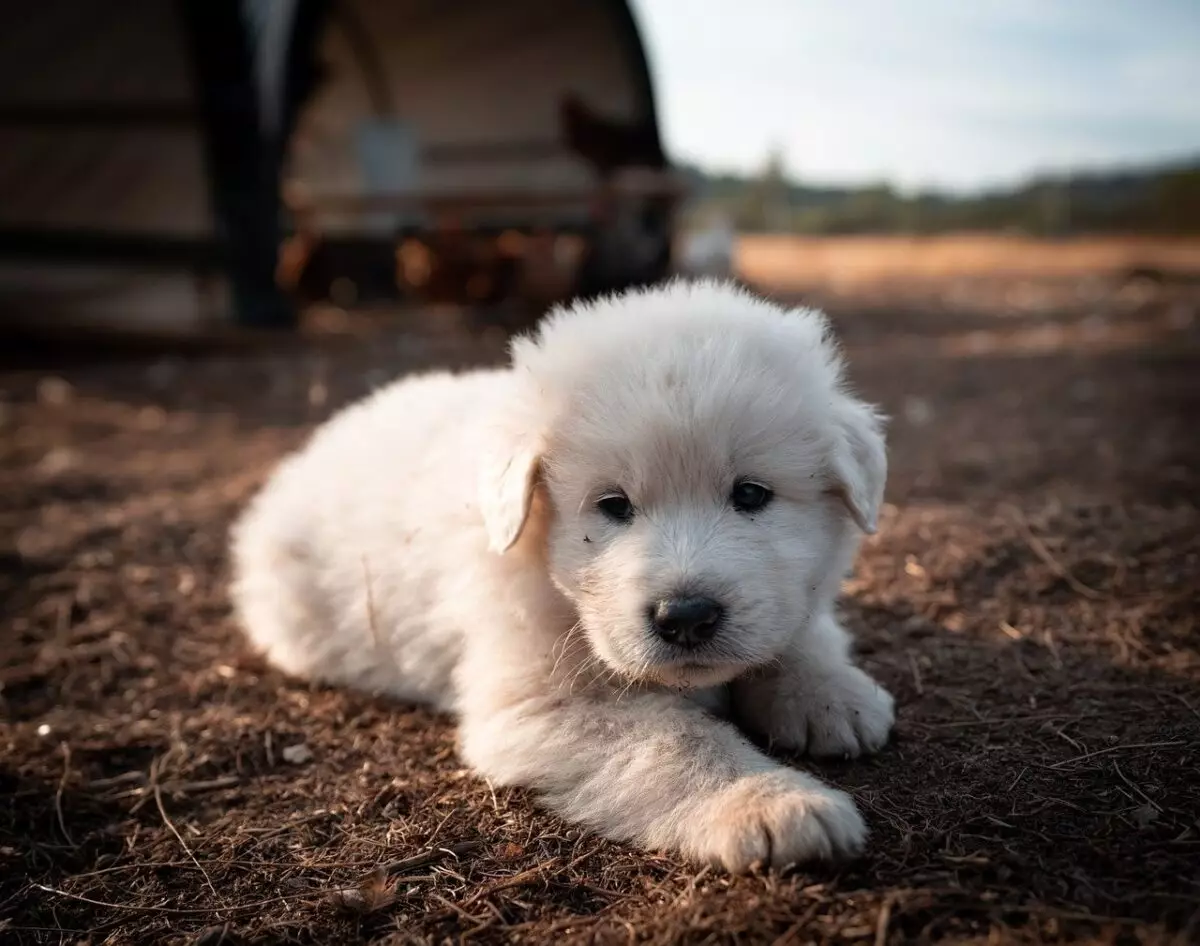 Exploring the Majestic History and Characteristics of the Great Pyrenees