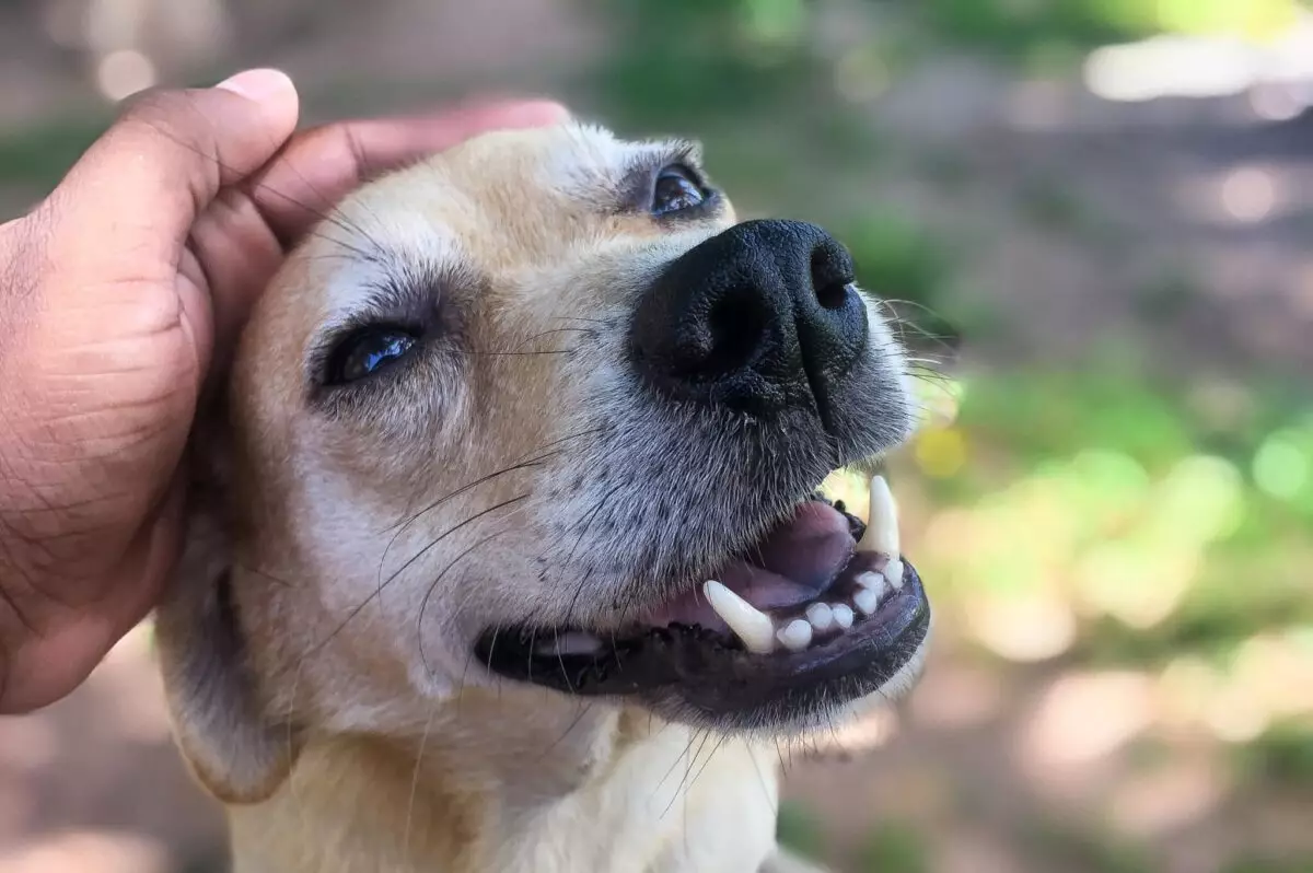 The Hidden Genius of Dogs: Understanding Their Underrated Intelligence