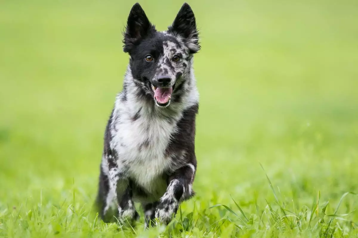 Unearthing the Hidden Gems of the Dog World: Rare Breeds That Captivate