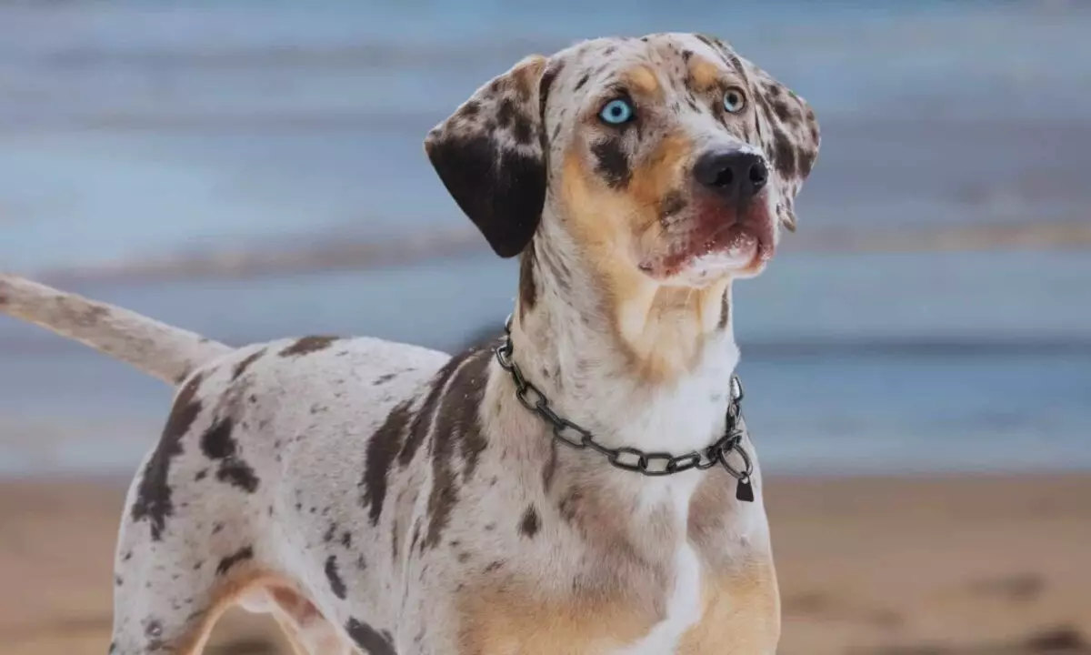 The Allure of Blue-Eyed Dog Breeds: A Closer Look at Their Enchantment