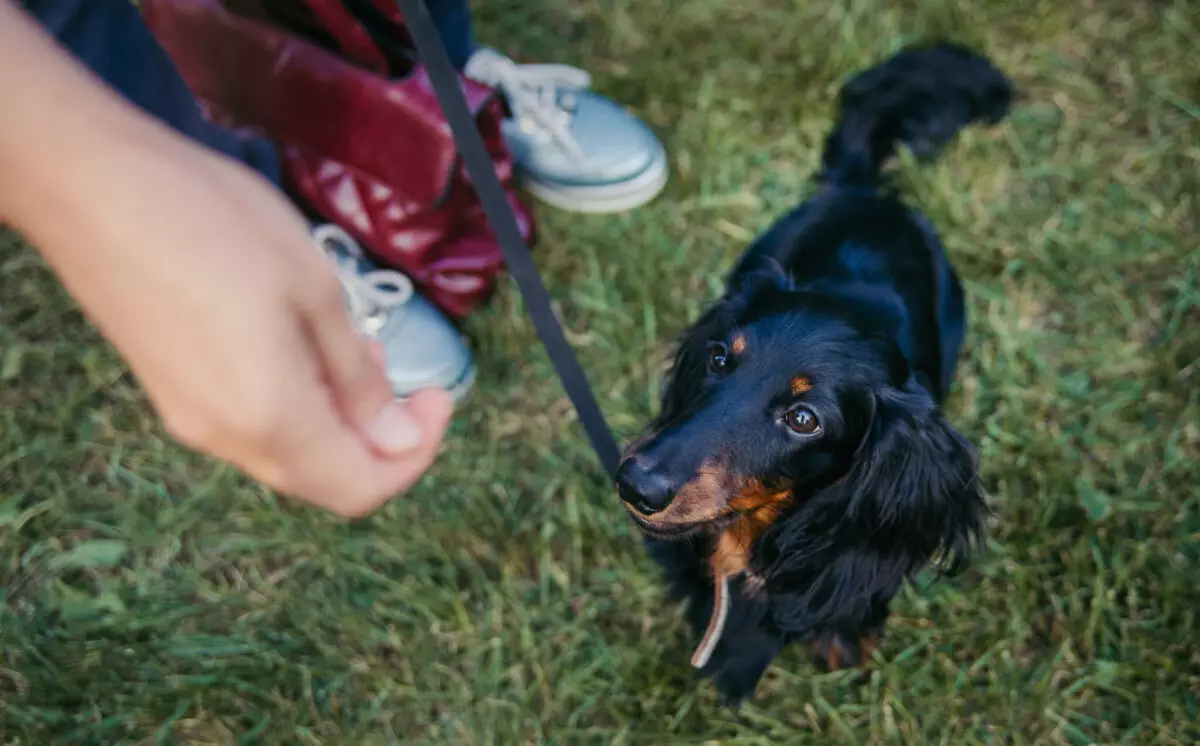 Understanding Canine Diabetes: Prevention Strategies for a Healthier Pet