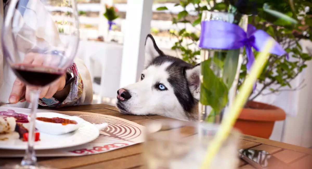 Transforming Mealtime: Effective Strategies for a Better Dining Experience with Your Dog