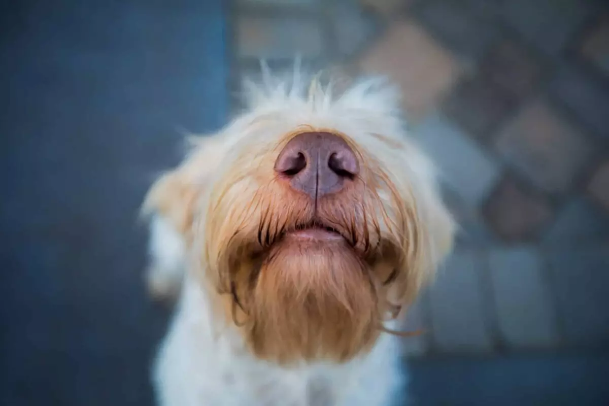 The Incredible Olfactory World of Dogs: A Deep Dive into Canine Smell