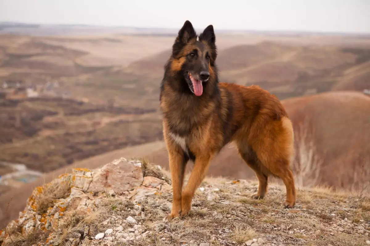 Revisiting Underappreciated Dog Breeds: A Tribute to Canine Classics