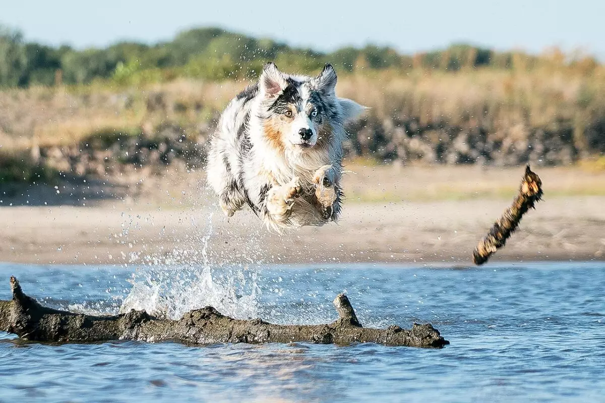 The Splashes and Leaps: Celebrating the Top Breeds in Dock Diving