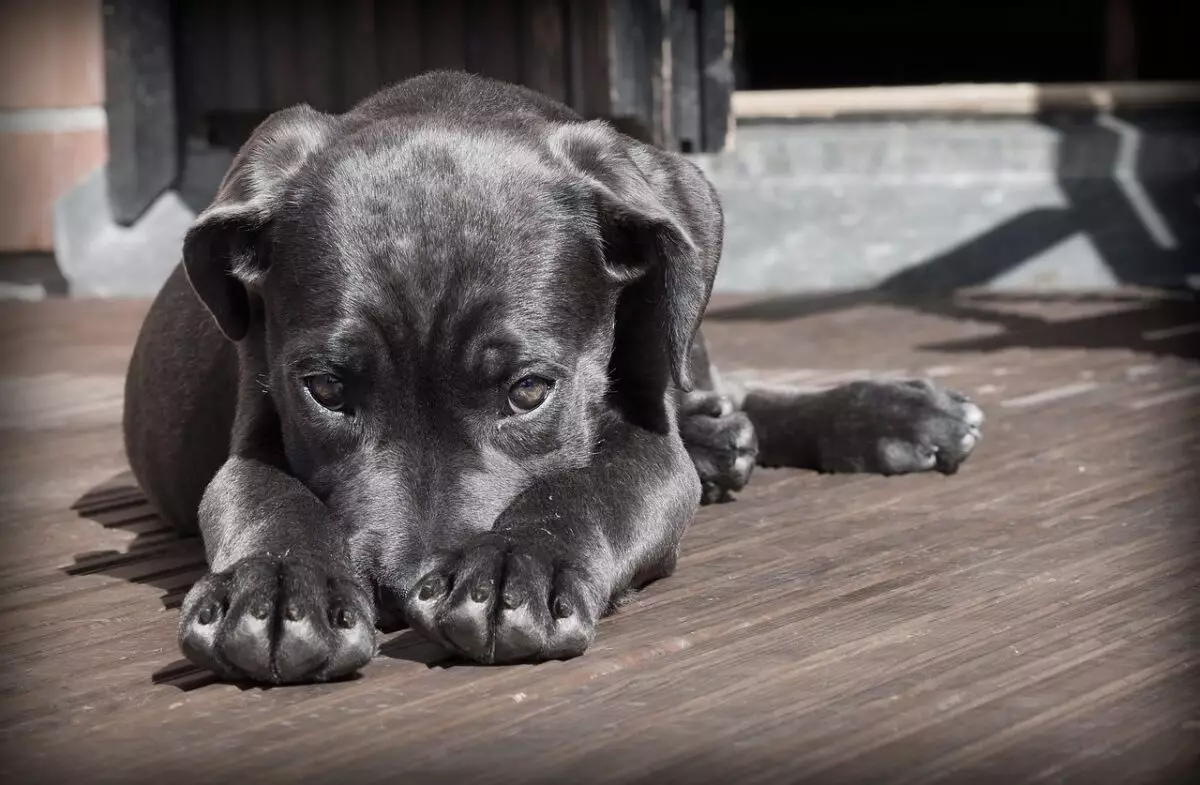 The Misunderstood Gaze: Decoding Your Dog’s ‘Guilty Look’