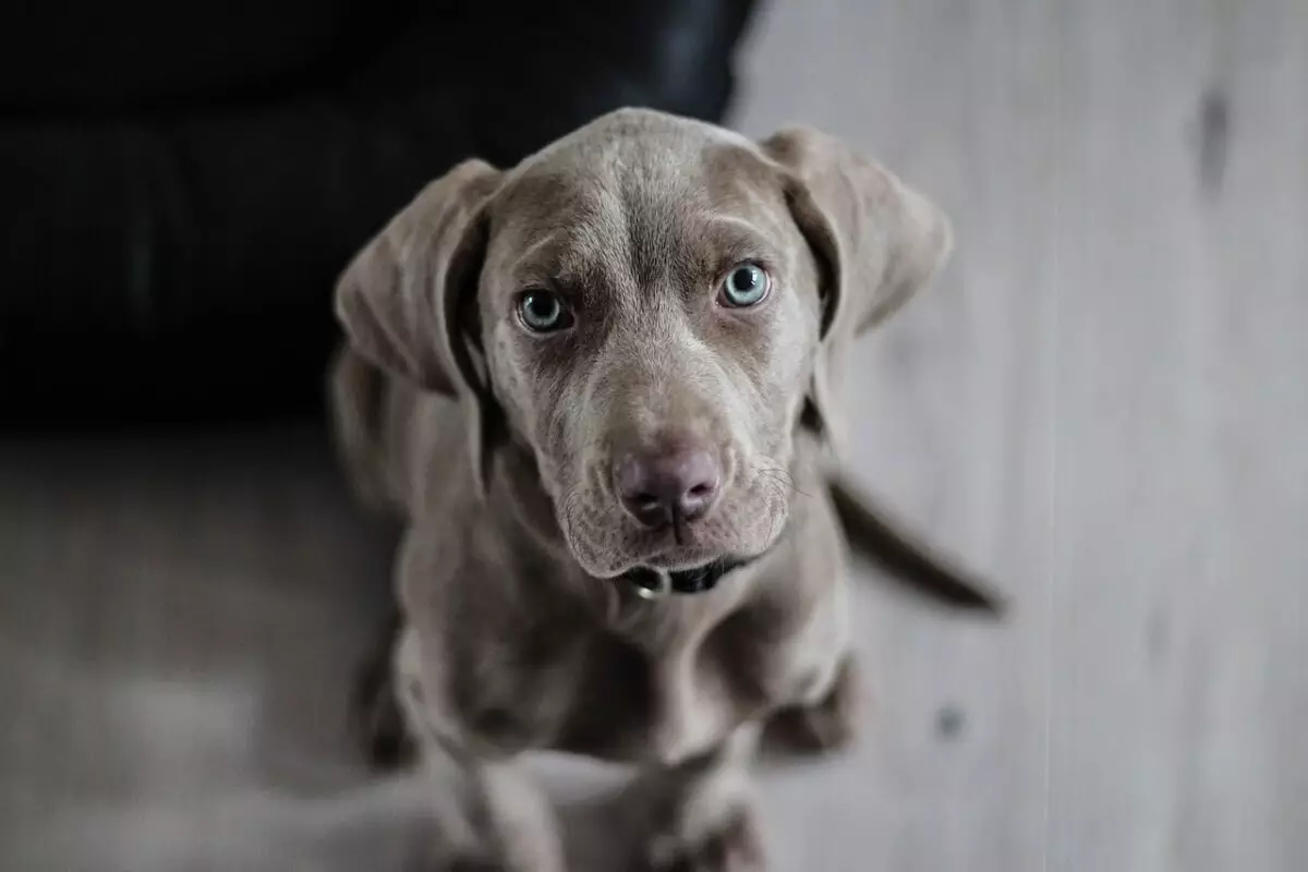 The Enigmatic Weimaraner: A Deep Dive into the ‘Gray Ghost’