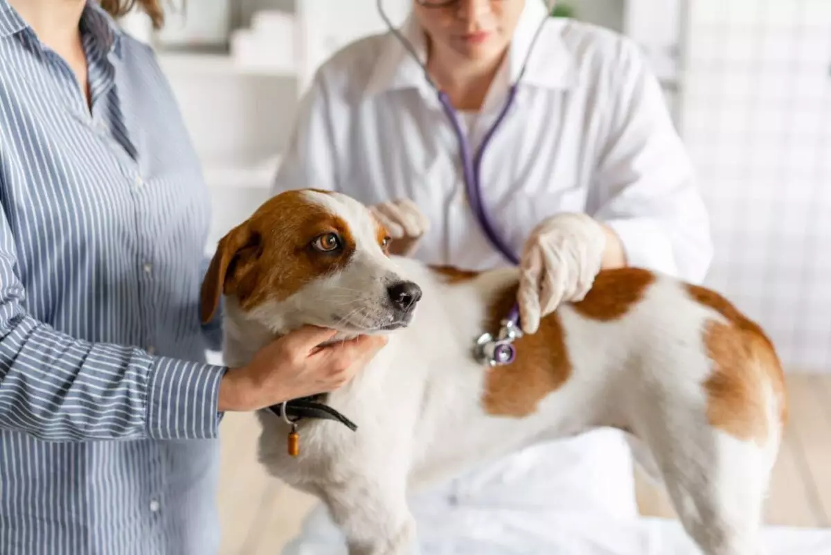 Essential Questions for Optimal Dog Health Management