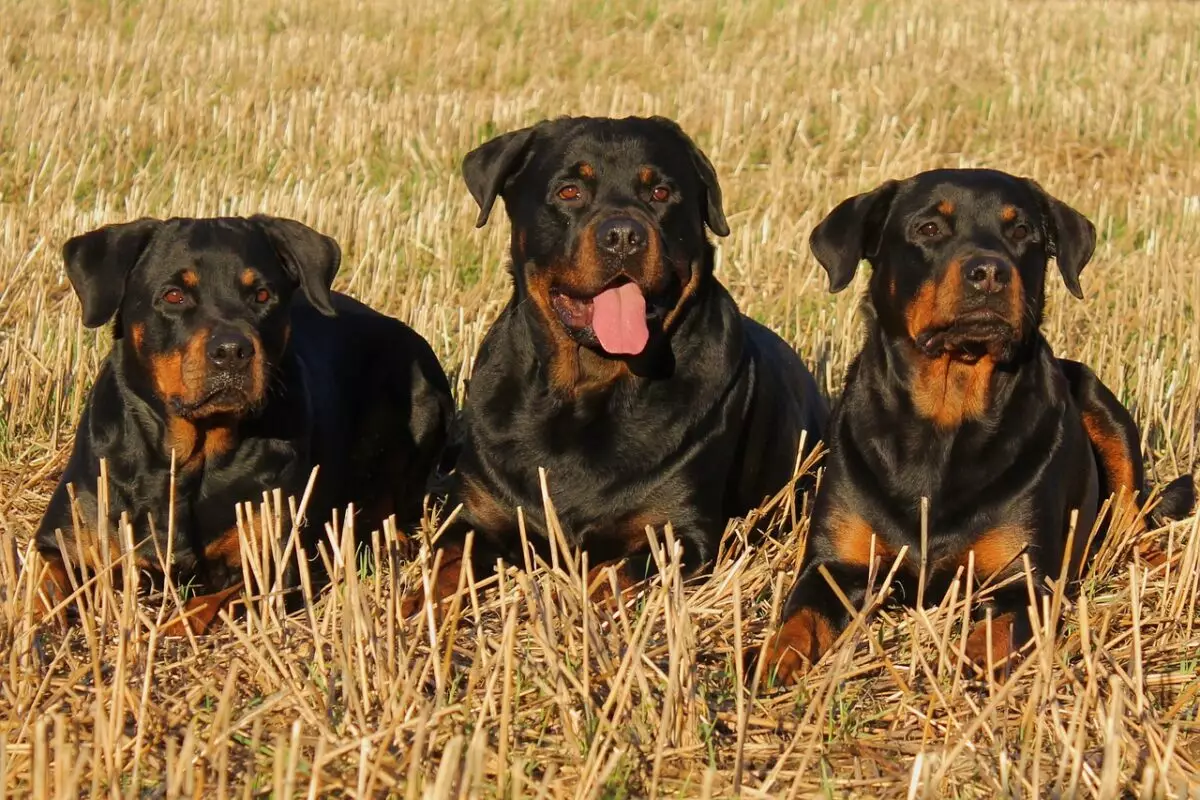 The Hidden Depths of Rottweilers: Unveiling the True Nature of This Beloved Breed