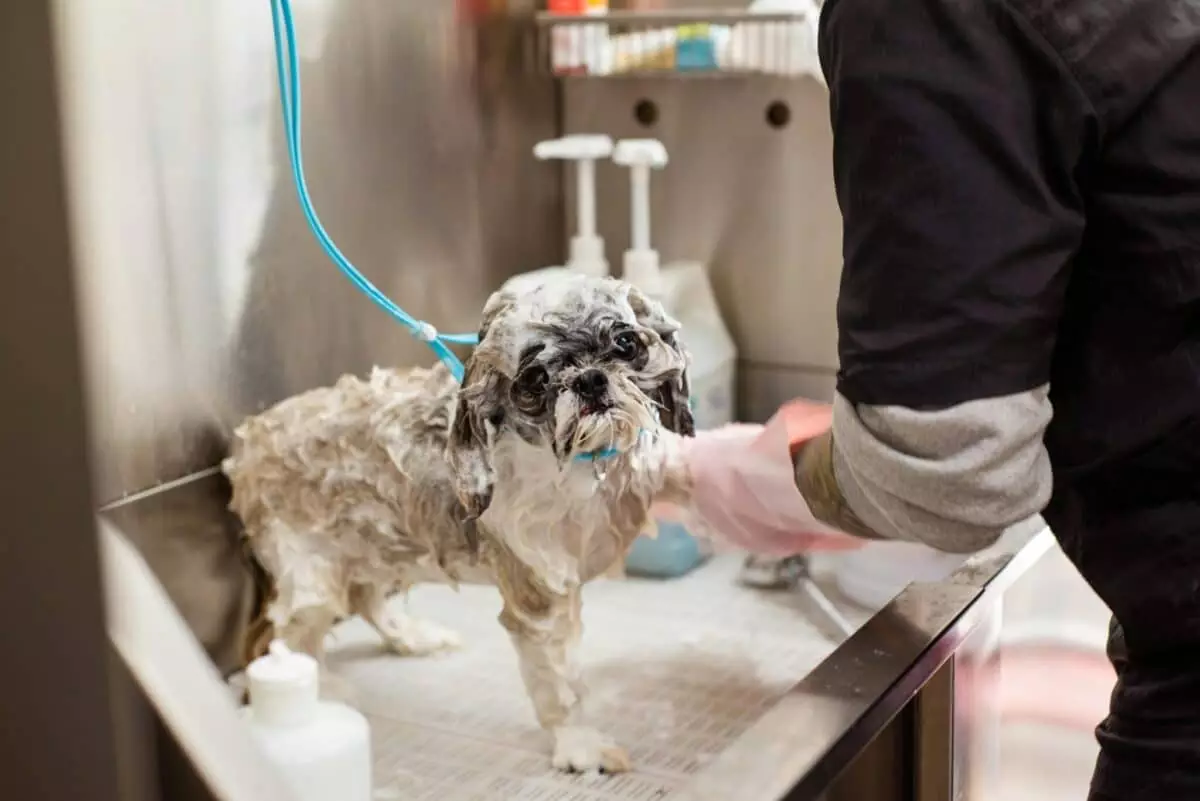 Celebrating Bath Time: Dog Breeds That Adore Their Soaks