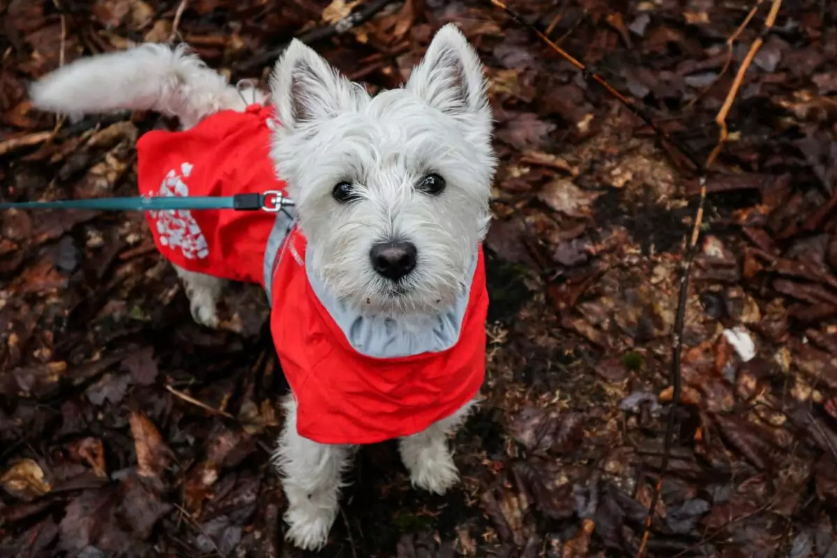 Unveiling the Charm of West Highland White Terriers: A Closer Look