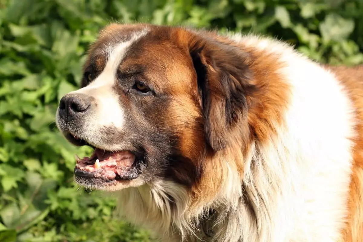 The Gentle Giants: Unraveling the Mystique of St. Bernards