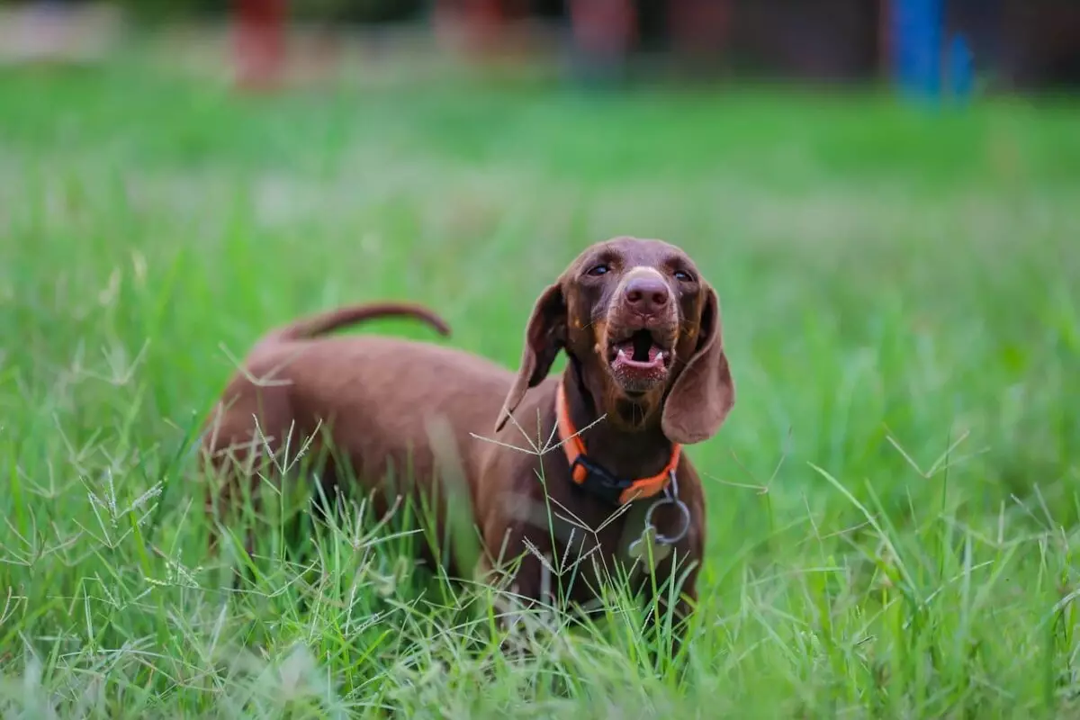 Vocal Breeds: Dogs That Love to Communicate