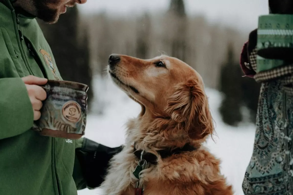 Top Dog Breeds for the Extroverted Family: Companions That Love Socialization