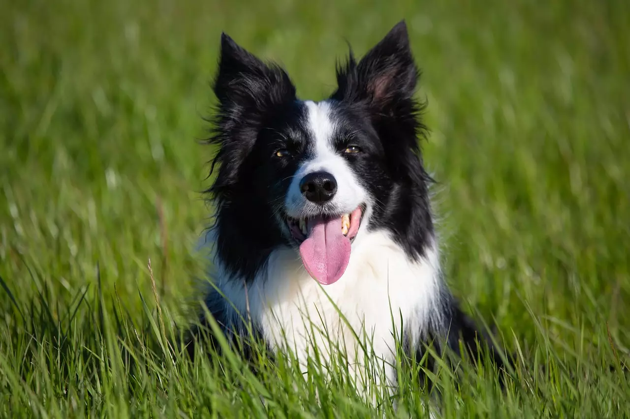 The 15 Friendliest Dog Breeds: Companions with Heart