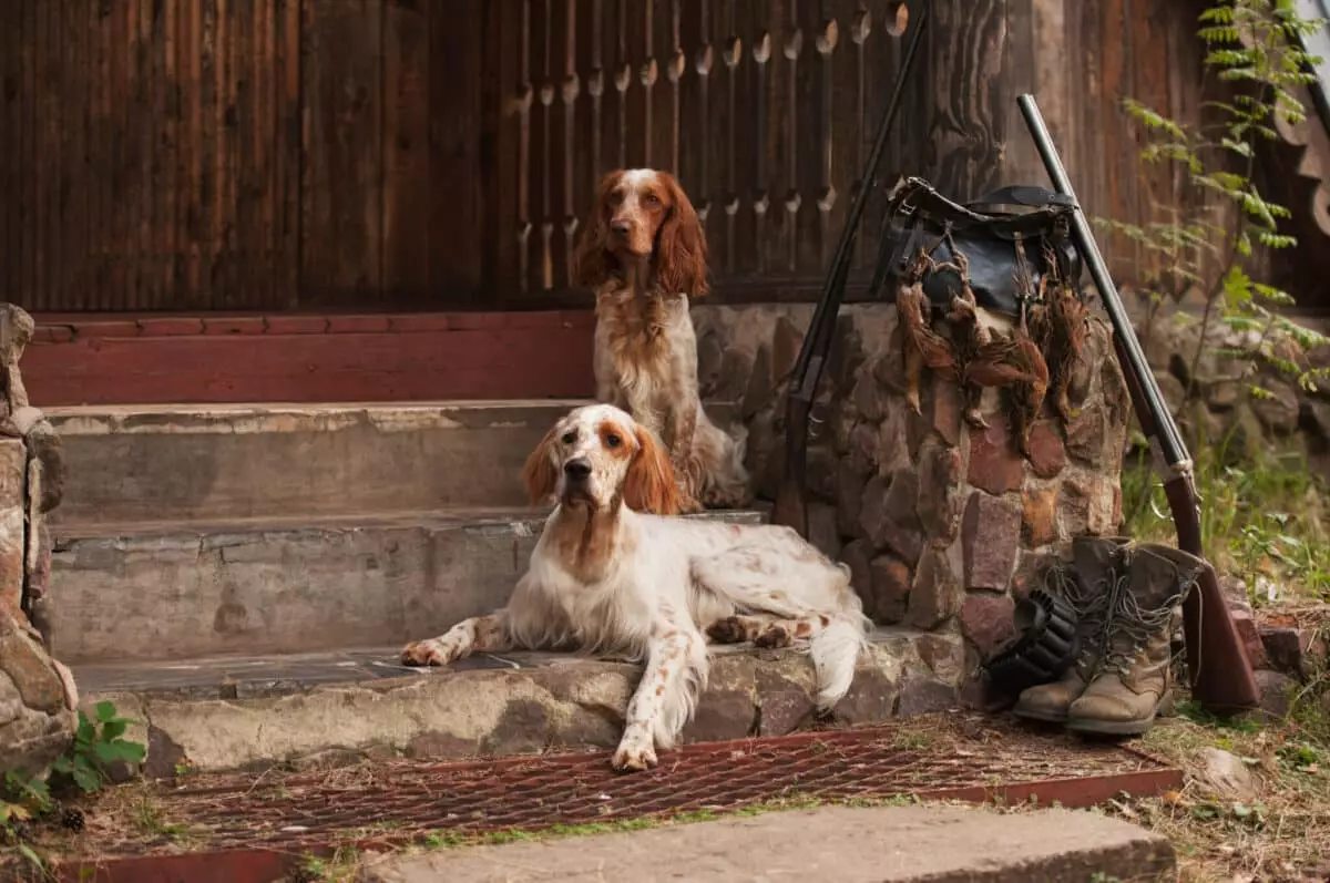 Top Hunting Dog Breeds: The Essential Canine Companions for Every Hunter