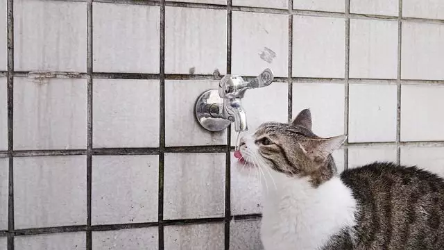 Understanding Your Cat’s Preference for Running Water