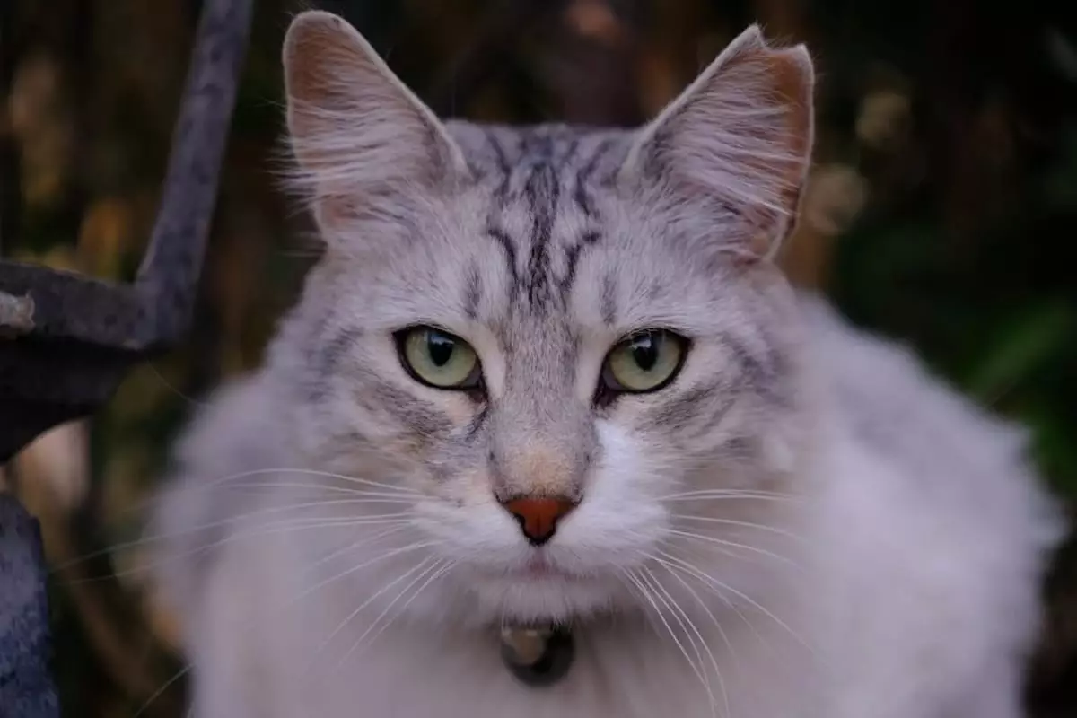 The Intriguing Languages of Cat Stares: Understanding Feline Communication