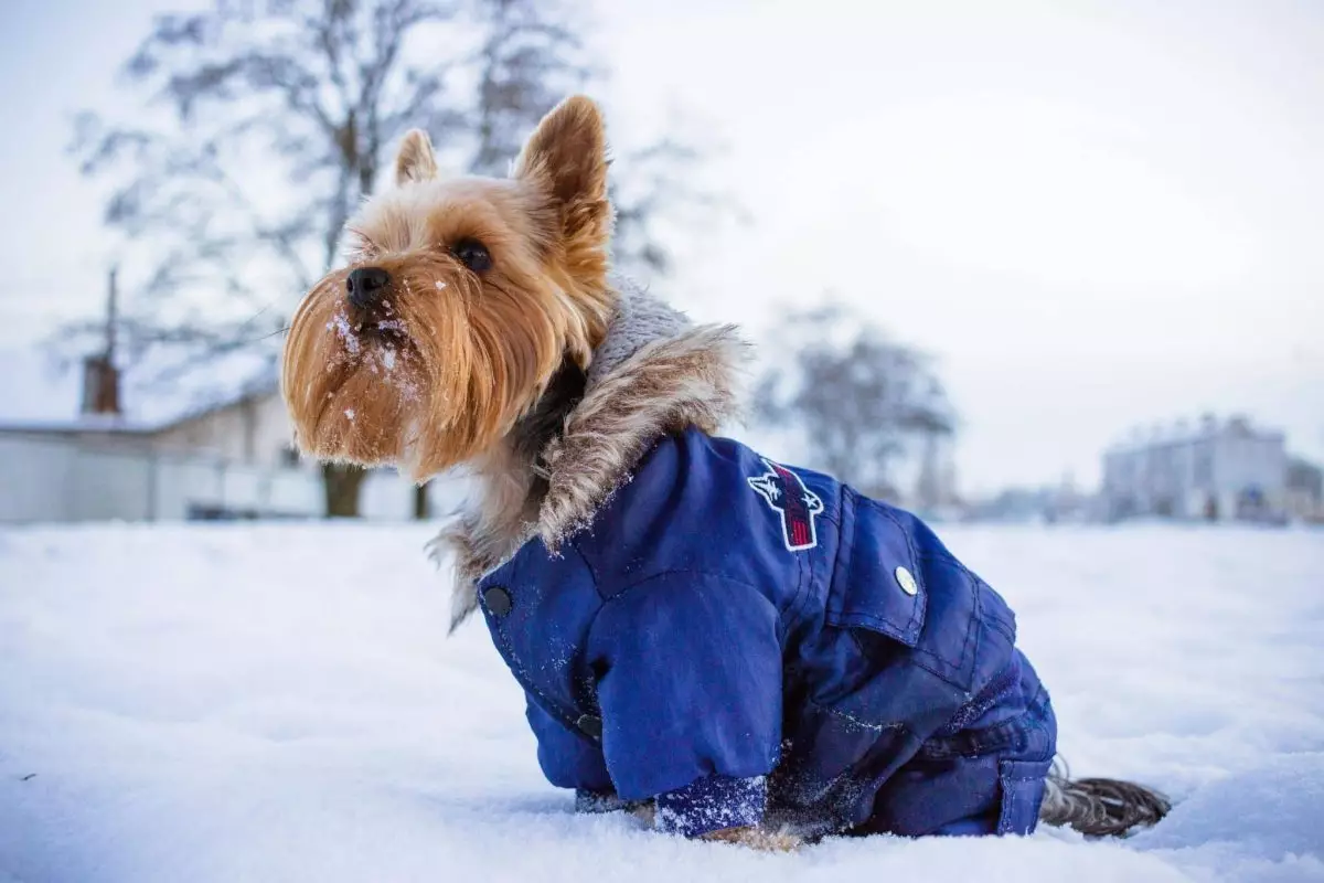 Ensuring Your Dog’s Comfort and Safety During Winter