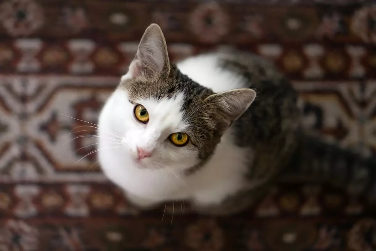 The Unspoken Language of Cats: Understanding Their Silent Judgments