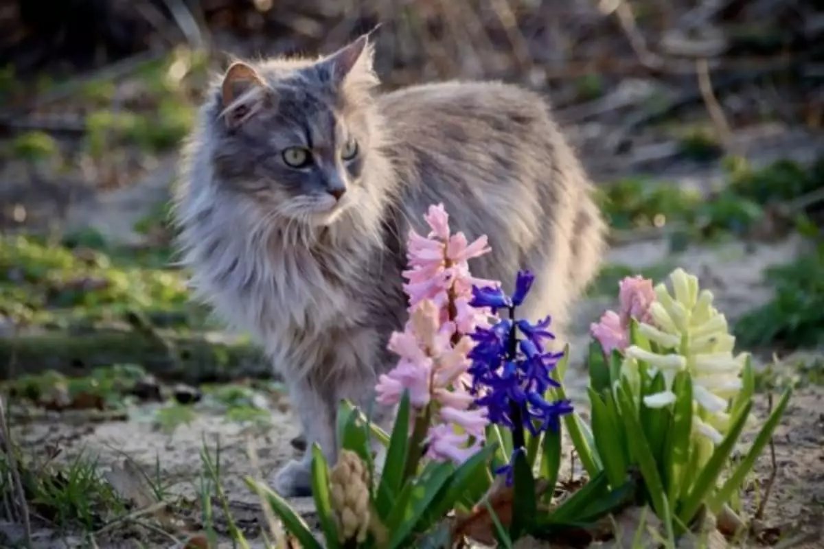 Embracing the Royalty of Cats: A Closer Look at Regal Feline Breeds