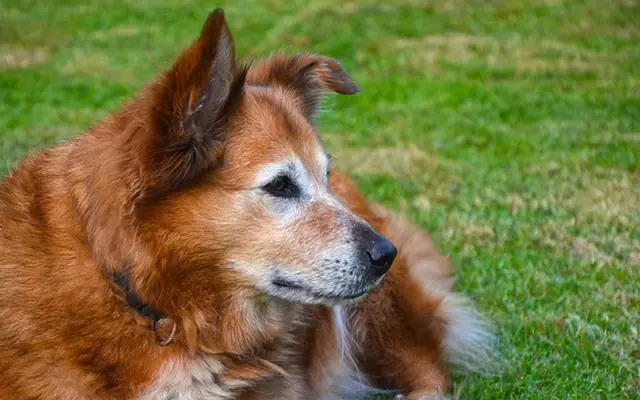 Navigating the Challenges of Canine Hearing Loss in Senior Dogs