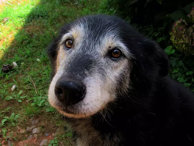 Essential Guidelines for Caring for Your Senior Dog’s Health