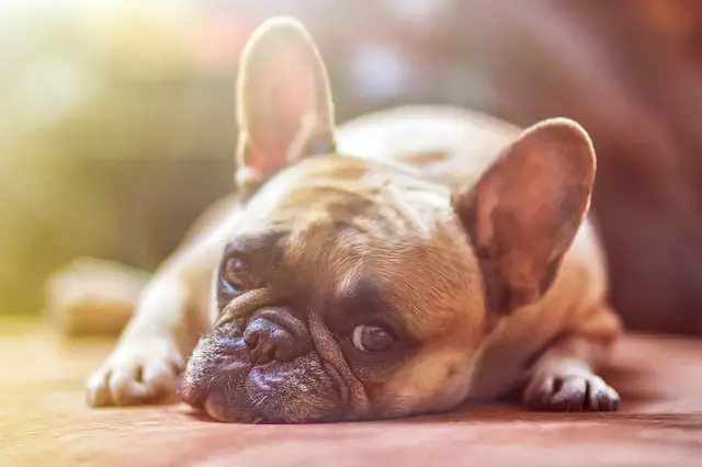 The Science Behind Canine Flatulence: Understanding and Managing Your Dog’s Gas