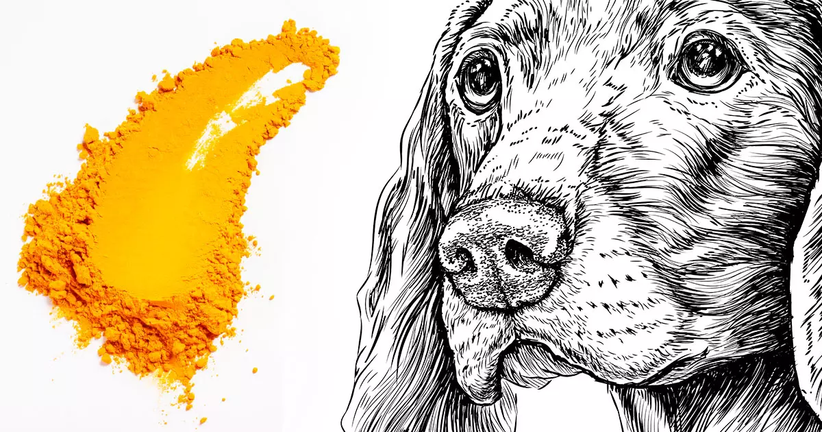 The Power of Turmeric: A Natural Solution for Senior Dogs