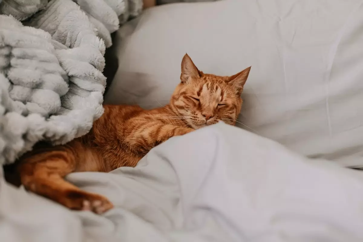 Cozy Companions: The Most Affectionate Cat Breeds That Become Your Bed Buddies