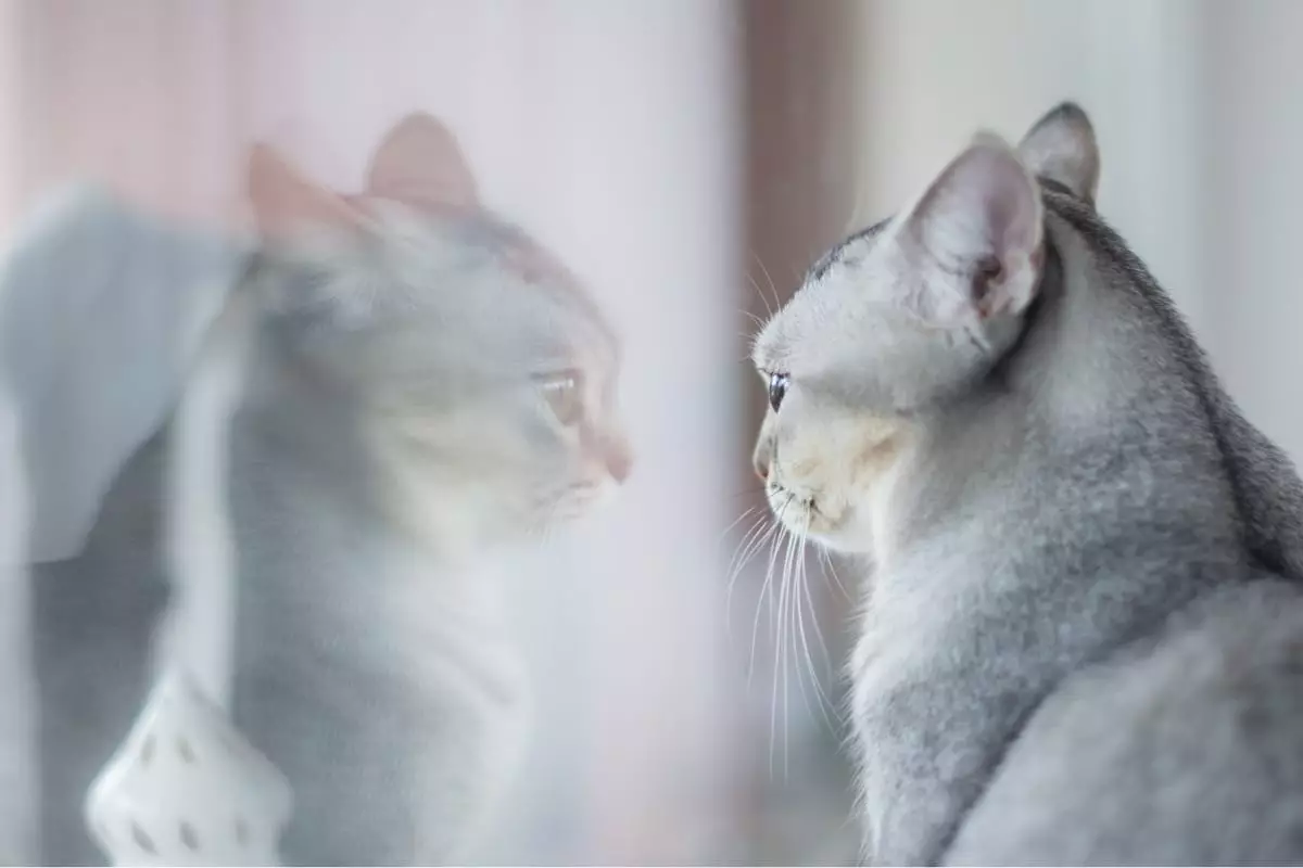 Understanding Your Cat’s Emotions: Signs That They Miss You