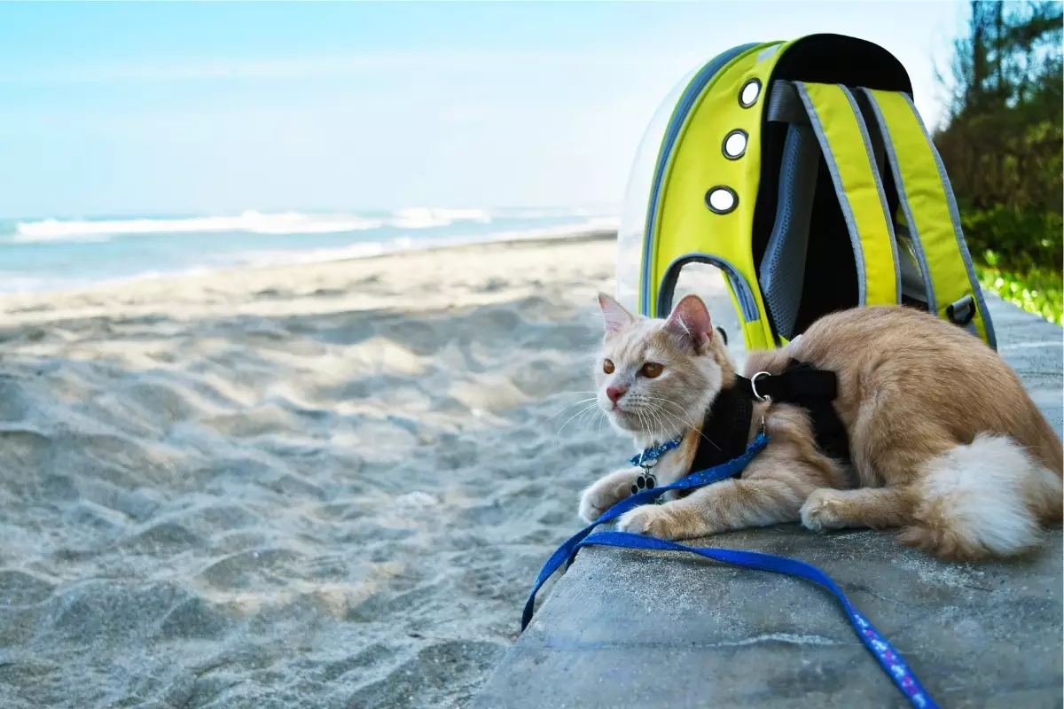 Feline Adventure Companions: Choosing the Right Cat for Your Active Lifestyle