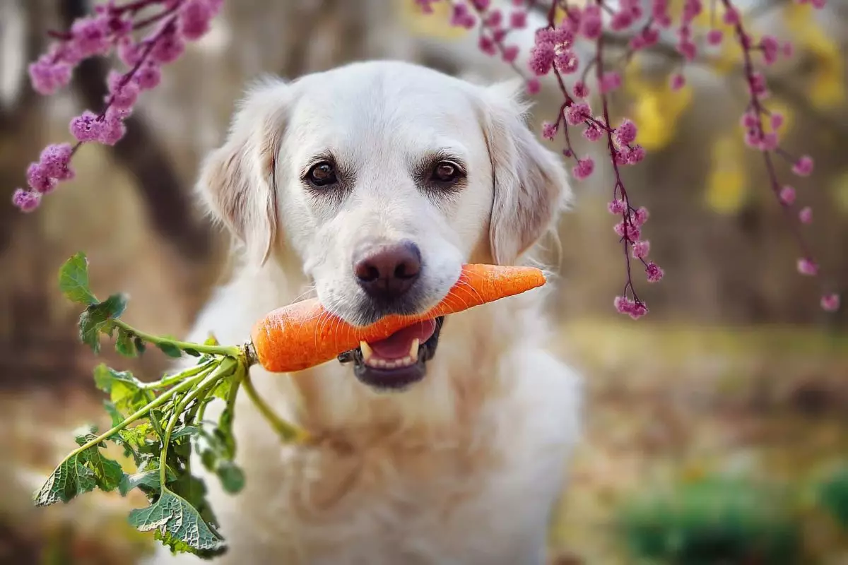 Ensuring a Long and Joyful Life for Your Canine Companion