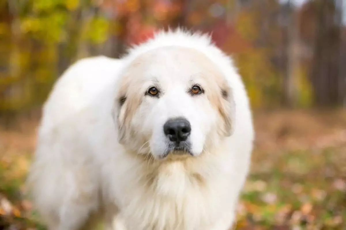 The Majestic Companions: Breeds that Resemble the Great Pyrenees